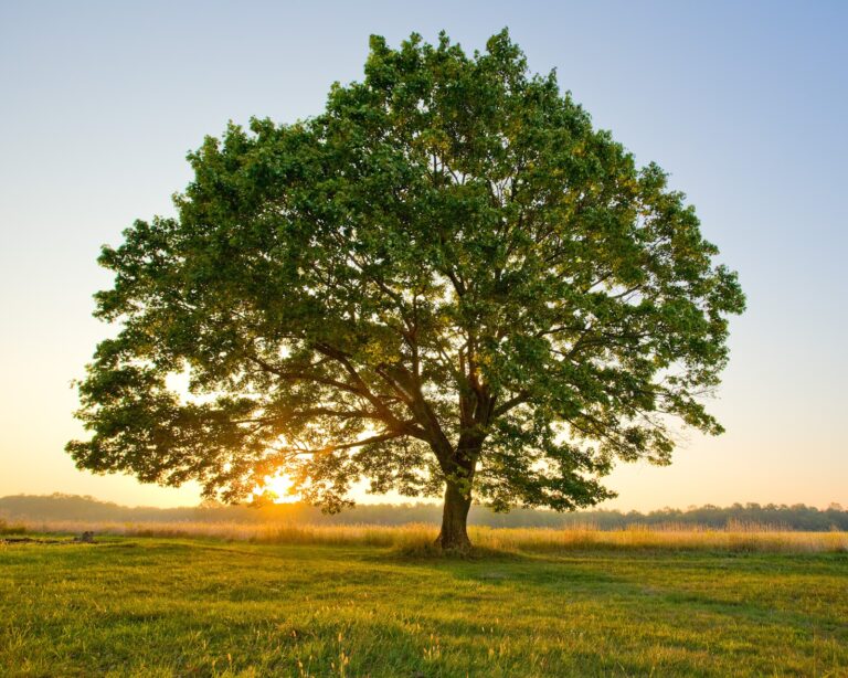 Poesie per bambini “L’albero”